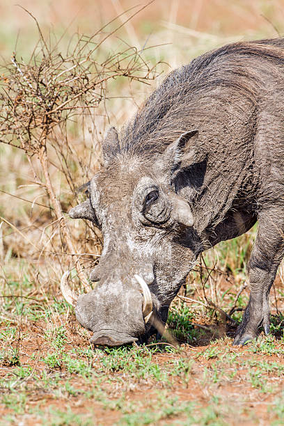 istock common warthog in Kruger National park 505231688