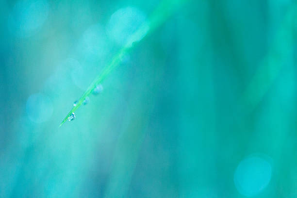 istock Dreamy Nature Background - Grass & Raindrop or Dew 505231761