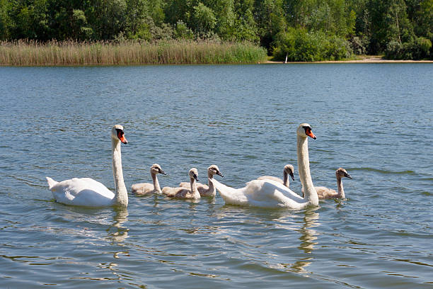 istock Swan family 505231797
