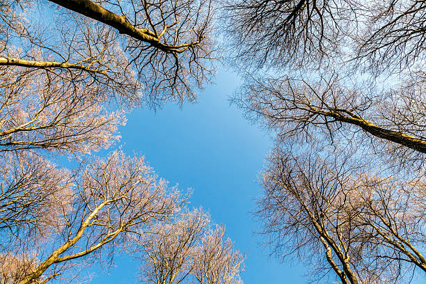 beautiful trees in the forest beautiful trees in the wild forest with blue sky tiefenbach stock pictures, royalty-free photos & images