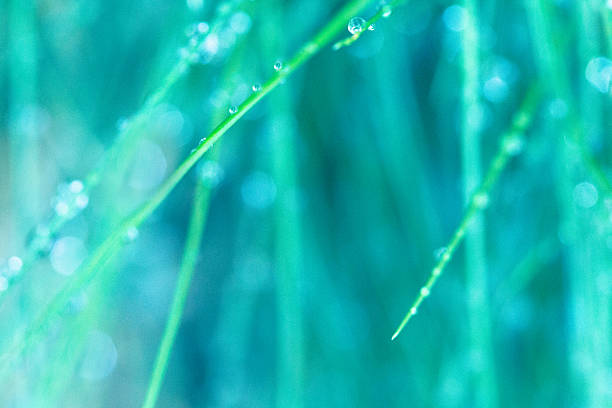 istock Nature Background Rain Water Drops on Grass 505232203