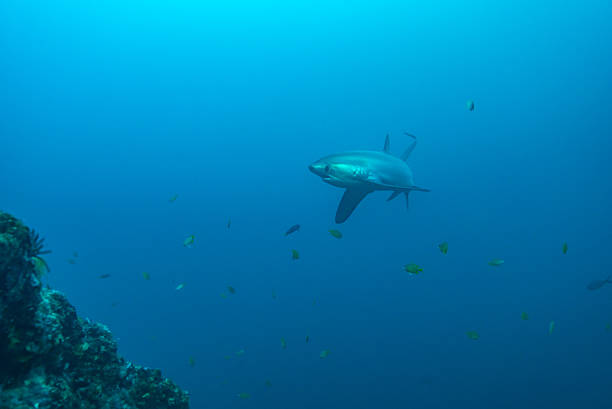 istock Thresher shark in profile, showing extremely long tail 505232884