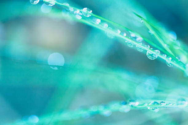istock Sparkling Raindrops  Water & Blades of Grass - Nature Background 505232965