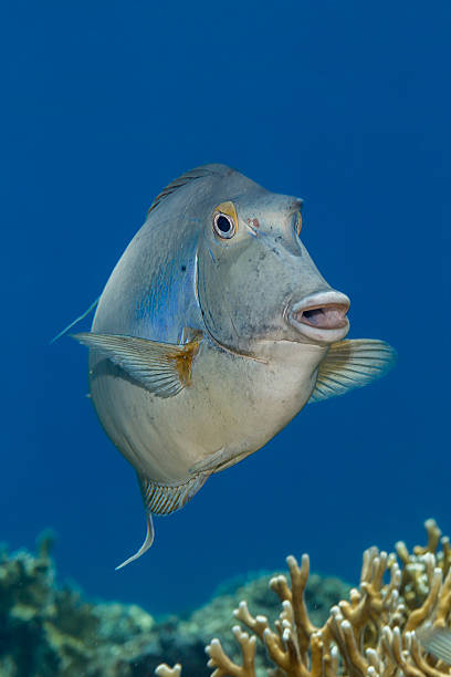 Bluespine unicornfish hovering above the coral reef at Elphinsto Bluespine unicornfish {Naso unicornis} above a coral reef in the Red Sea. June naso unicornis stock pictures, royalty-free photos & images