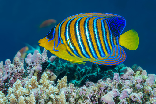 Regal angelfish {Pygopllites diacanthus} in profile against a coral reef background. Red Sea, Egypt. June