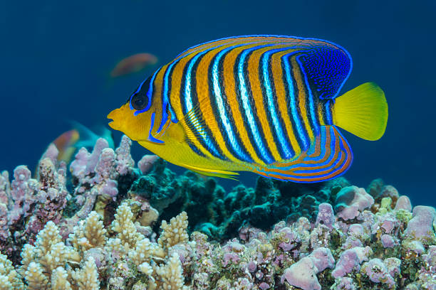Regal angelfish swimming over a coral reef Regal angelfish {Pygopllites diacanthus} in profile against a coral reef background. Red Sea, Egypt. June tropical fish closeup stock pictures, royalty-free photos & images