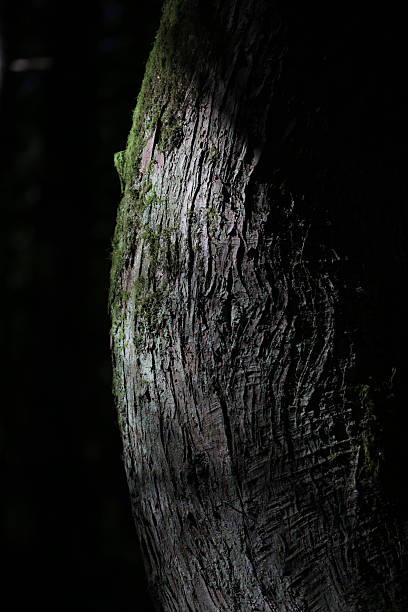 Tree bark with moss. 