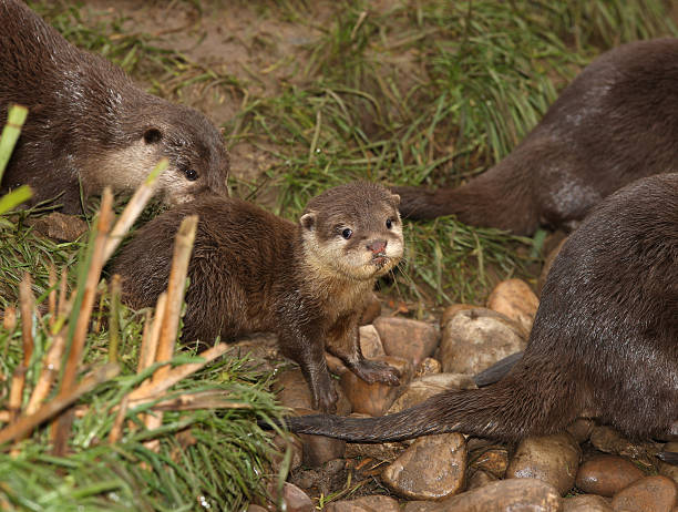 bébé loutre cendrée - oriental short clawed otter photos et images de collection