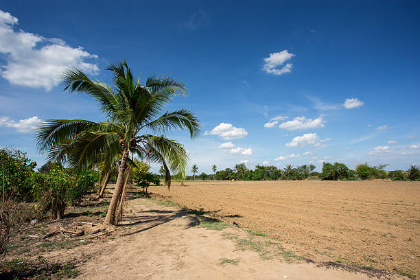 istock prepare plantation with blue sky 505233095