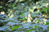 Image of stinging nettles growing in woodland, in flower / flowering