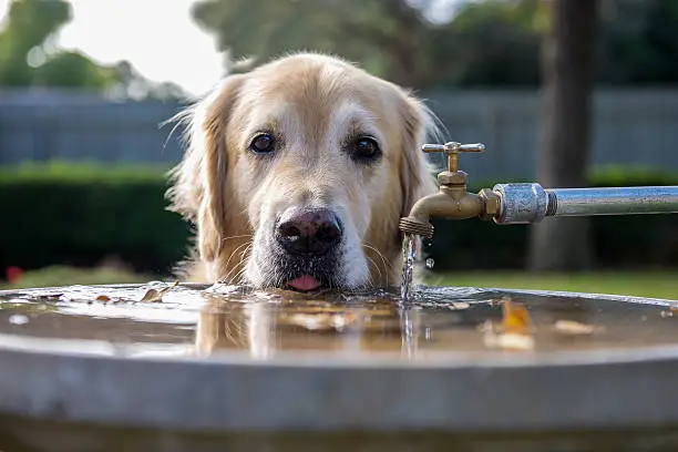 Adorable golden retriever taking a drink out of the bird bath