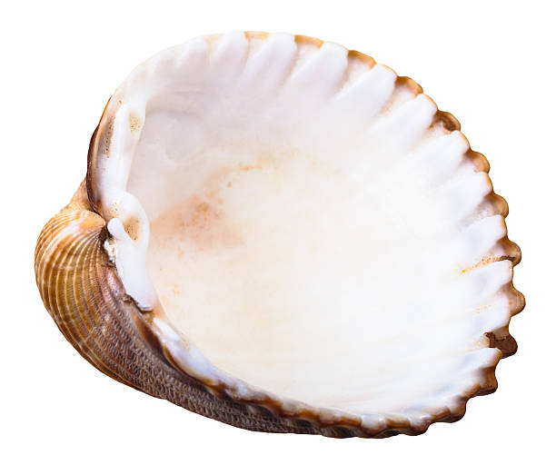 istock empty shell of sea clam mollusc isolated 505233636