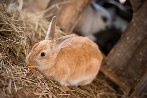 Happy rabbit eating a carrot at the hutch