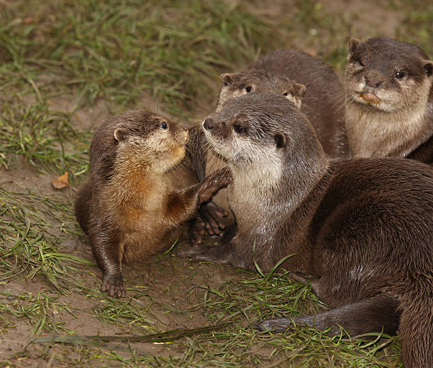 bebê oriental curta clawed lontra - oriental short clawed otter - fotografias e filmes do acervo