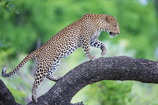 Leopard walking along a branch