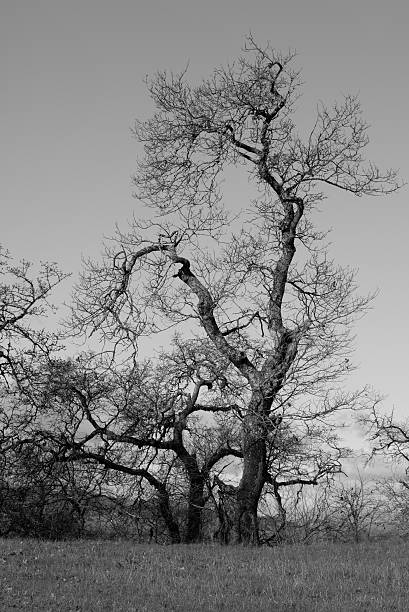 istock Sonoma valley trees in winter 505235194
