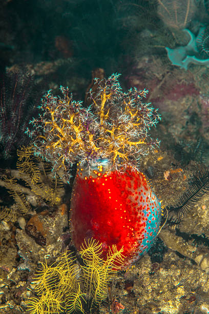 Pseudocolochirus Tricolor