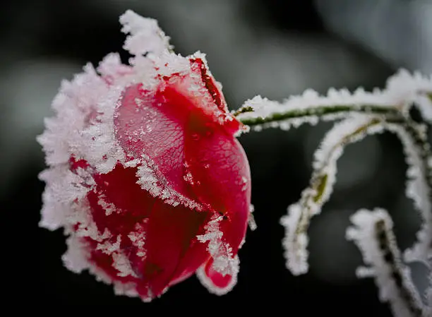 A roseblossom is covered with hoarfrost.