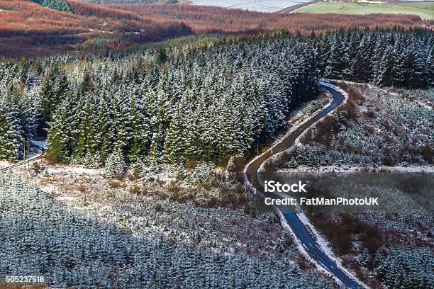 Fir Trees And Road With Light Snow Covering United Kingdom Stock Photo - Download Image Now