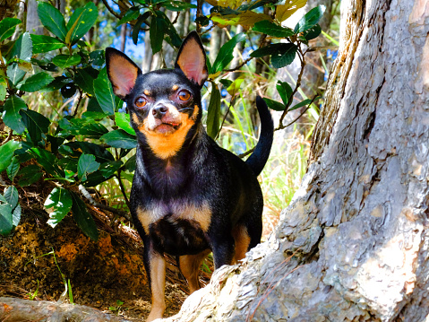 chihuahua dog in the pine forest