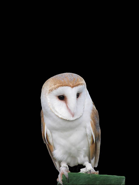 istock Portrait of barn owl isolated on dark background 505238128