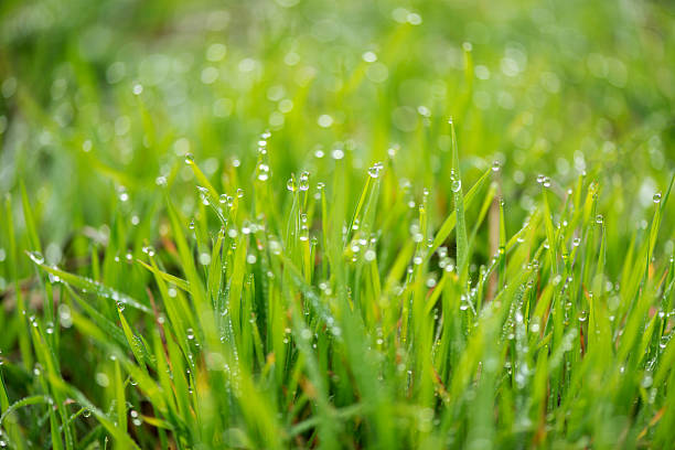 istock Fresh grass with morning dew drops on sunrise 505239014