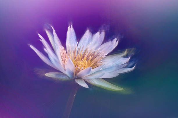 istock Digital art watercolor paint, white water lily, textured composition 505239118