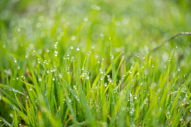 istock Fresh grass with morning dew drops on sunrise 505239138