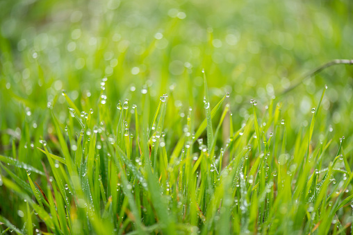 Fresh grass with morning dew drops on sunrise