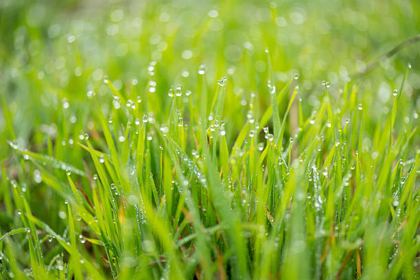 istock Fresh grass with morning dew drops on sunrise 505239314