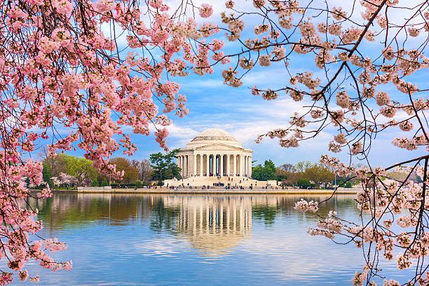 la primavera en washington dc - cherry blossom spring day sakura fotografías e imágenes de stock