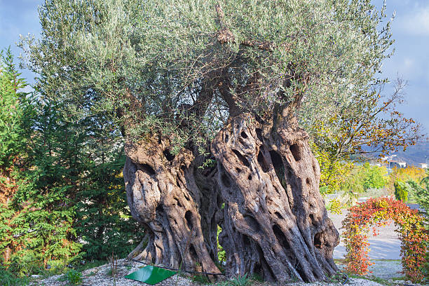 オリーブの木。 - olive tree tree root old ストックフォトと画像