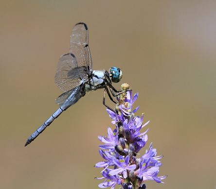 Photographed this cute Blue Dasher cat Walney Pond, Fairfax County, Virginia.