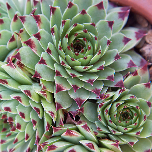 istock Succulent Sempervivum Hirtum plantlets in a clay pot 505242860