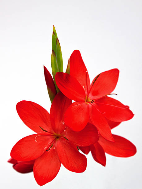 격리됨에 아르카디아 카피르 릴리 (schizostylis) 꽃 - kaffir lily 뉴스 사진 이미지