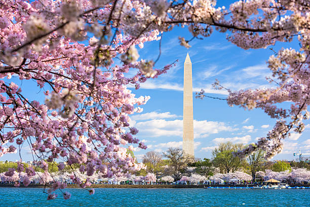 ワシントンモニュメントで春 - cherry blossom cherry tree tree washington dc ストックフォトと画像