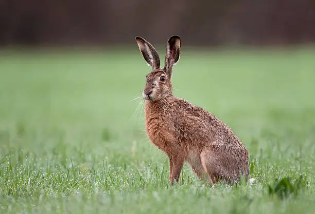Wild brown hare with big ears sitting in a grass