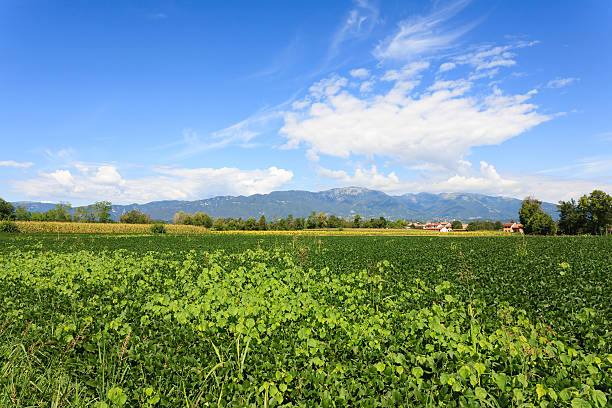istock Agriculture, field of soybean 505244468