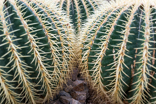 istock Golden Barrel Cactus closeup 505244636