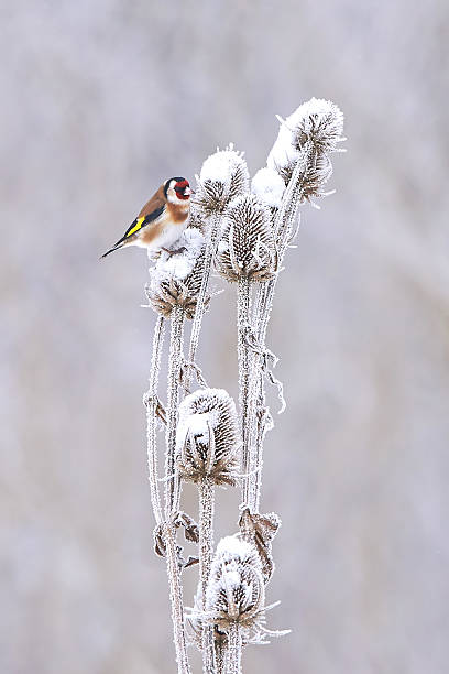 istock European Goldfinch (Carduelis carduelis) 505246248