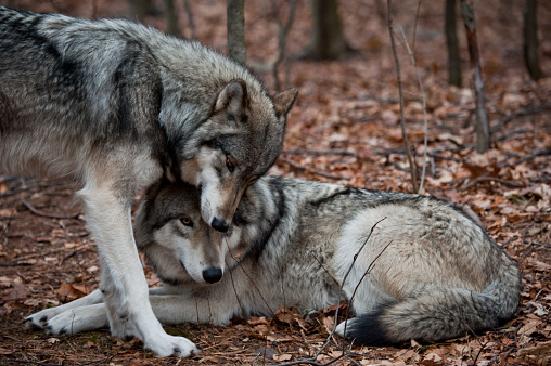 Two grey wolves showing affection