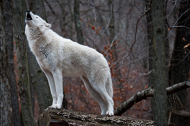 howling lobo ártico - aullido fotografías e imágenes de stock