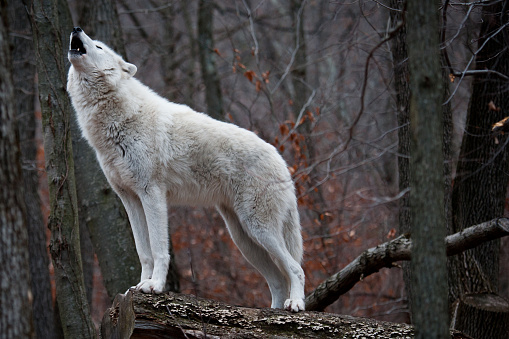 An arctic wolf howls on a log in the forest