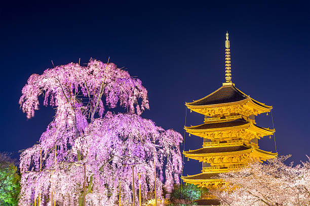 Kyoto, Japan - March 31, 2014: The five-story pagoda of To-ji Temple illuminated at night in the springtime. The temple was founded in 796.