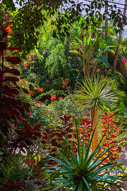 istock Jungle park at Tenerife Canary 505247070