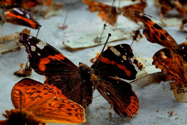 mariposa - mehrere tiere fotografías e imágenes de stock