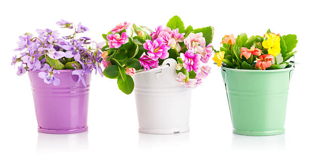 istock Spring flowers in bucket 505248463