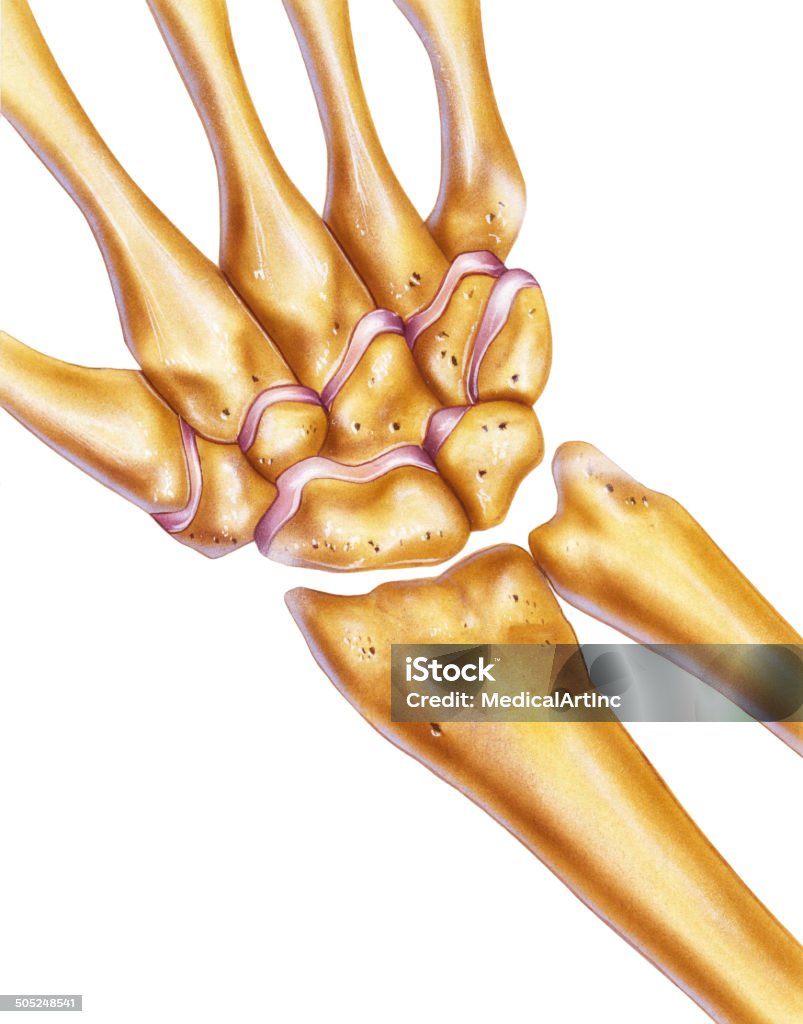 Hand and Wrist - Bones & Joints Radius Bone stock illustration