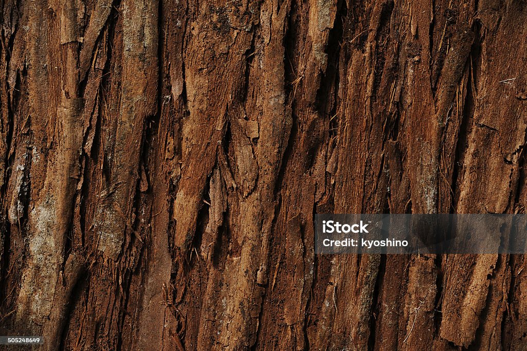 樹皮のヒマラヤスギ - カラー画像のロイヤリティフリーストックフォト