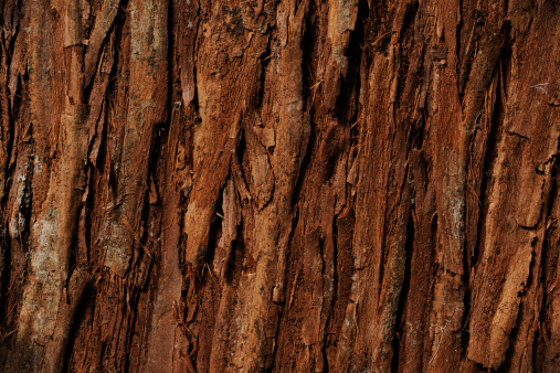 Close-up of cedar tree texture background.